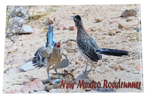 New Mexico Roadrunners Magnet